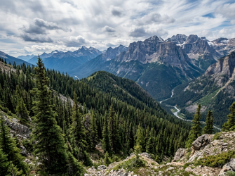 Mountain pine trees in Polish highlands